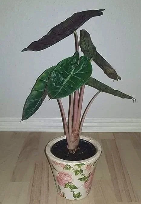 ALOCASIA 'AURORA' — Aroidpedia
